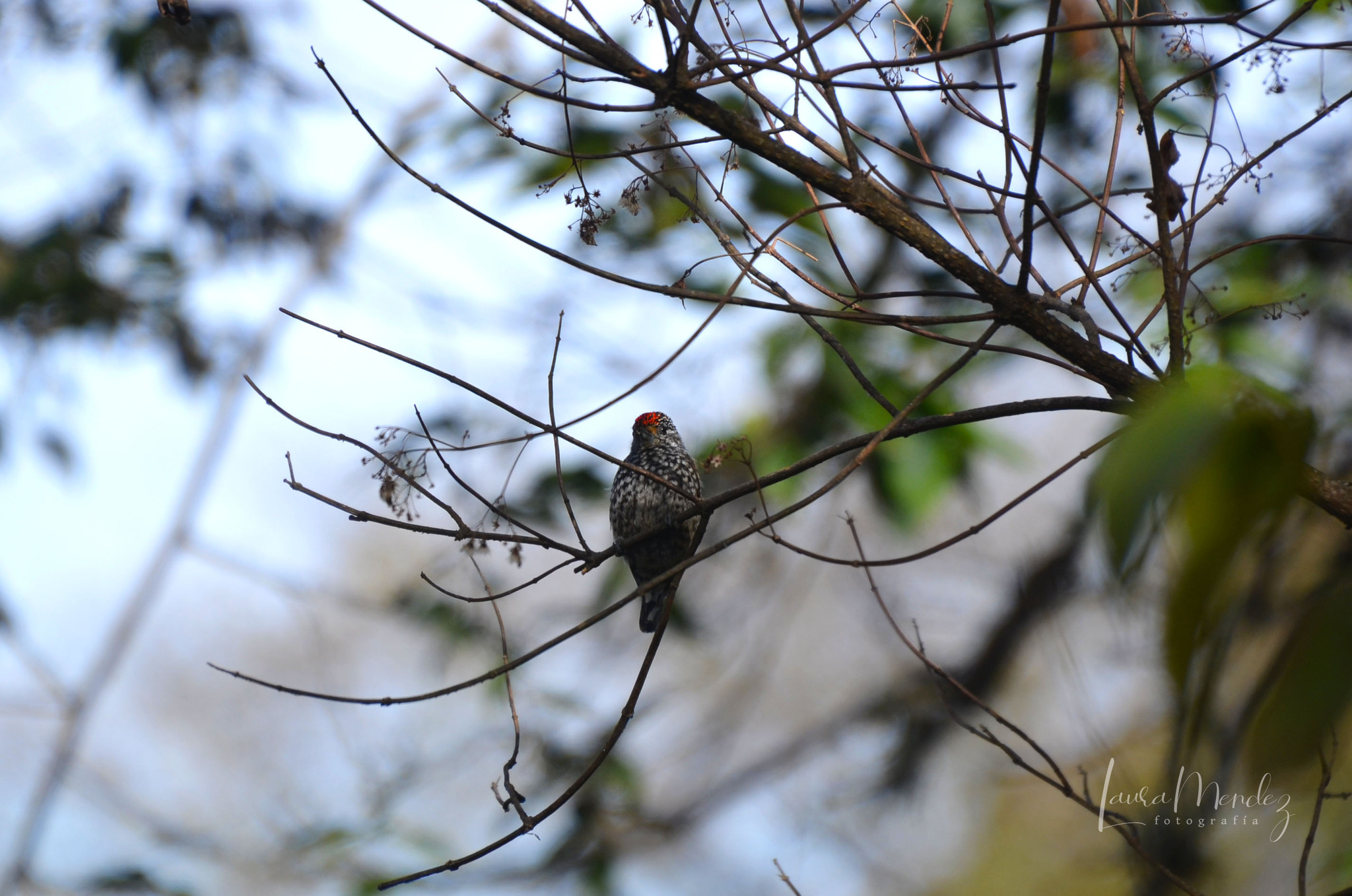 Ocellated Piculet (Picumnus dorbignyanus), photo 5