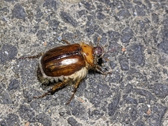 Phobetus comatus