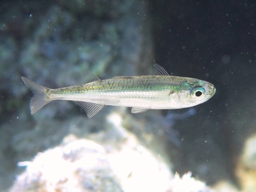Big-scale Sand Smelt