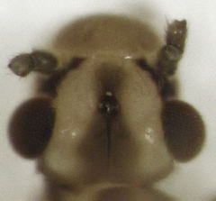 Caeciliusidae