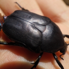 Protaetia opaca