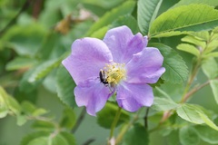 Grammoptera subargentata