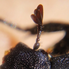 Protaetia opaca