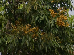 Mangifera indica image