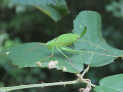 Leptophyes laticauda