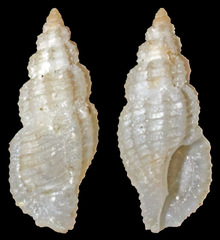 Kermia