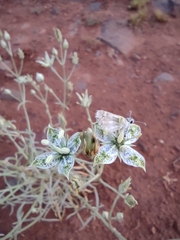 Frasera albomarginata