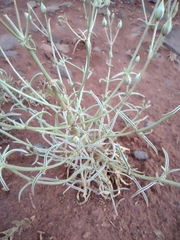 Frasera albomarginata