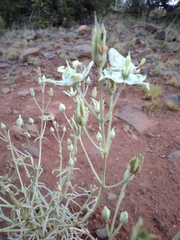 Frasera albomarginata