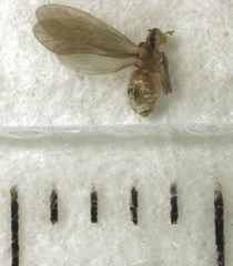 Caeciliusidae