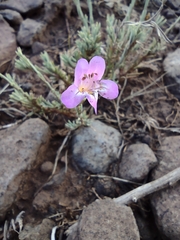 Penstemon linarioides