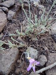 Penstemon linarioides