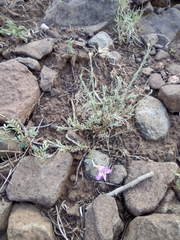 Penstemon linarioides