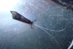 Mystacides azureus