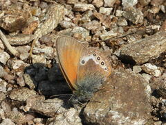 Coenonympha gardetta darwiniana