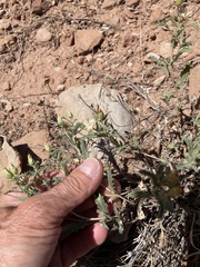 Xanthisma grindelioides