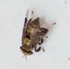 Lepiselaga
