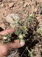 Xanthisma grindelioides