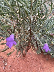 Eremophila gilesii