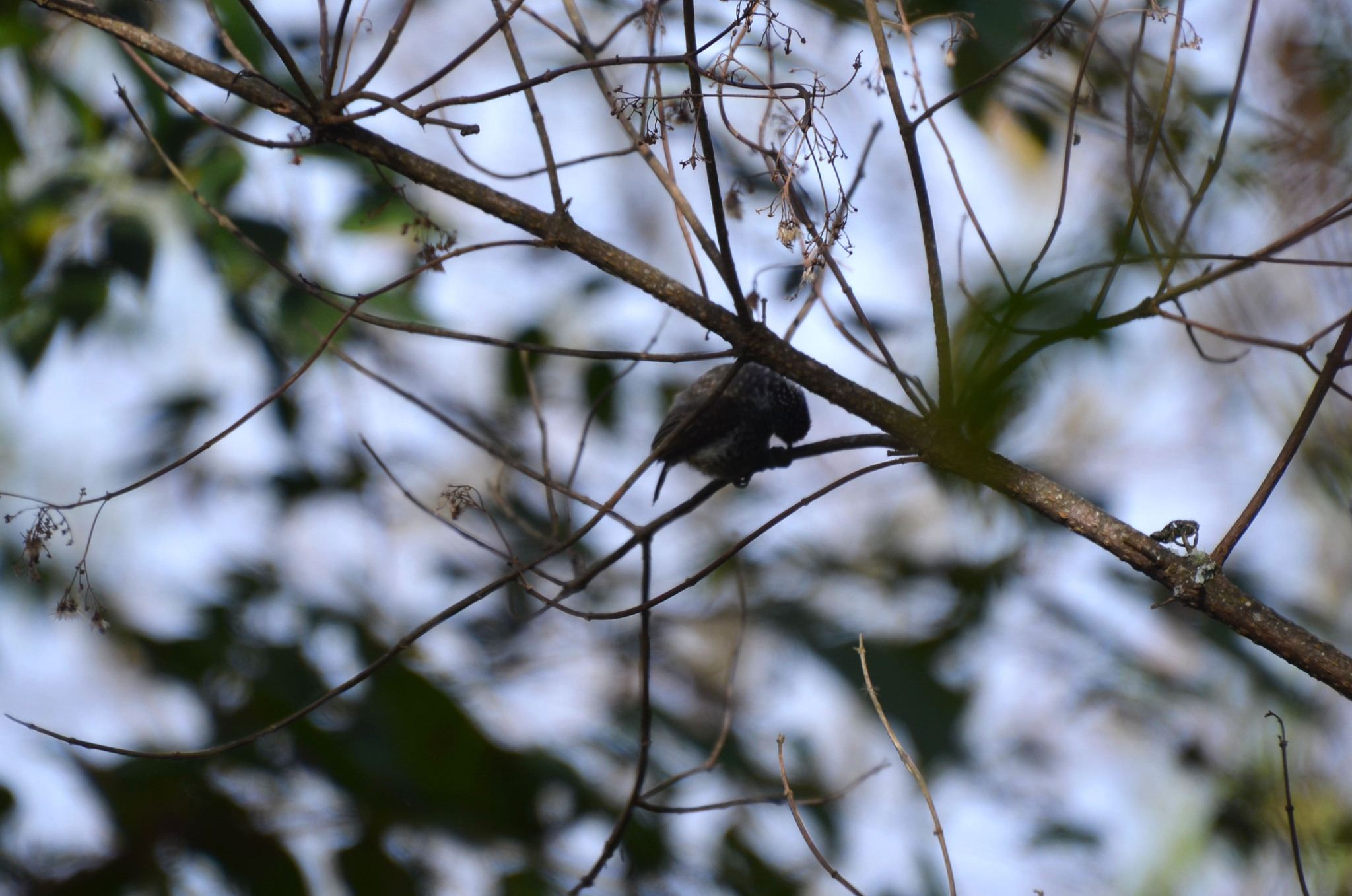 Ocellated Piculet (Picumnus dorbignyanus), photo 6