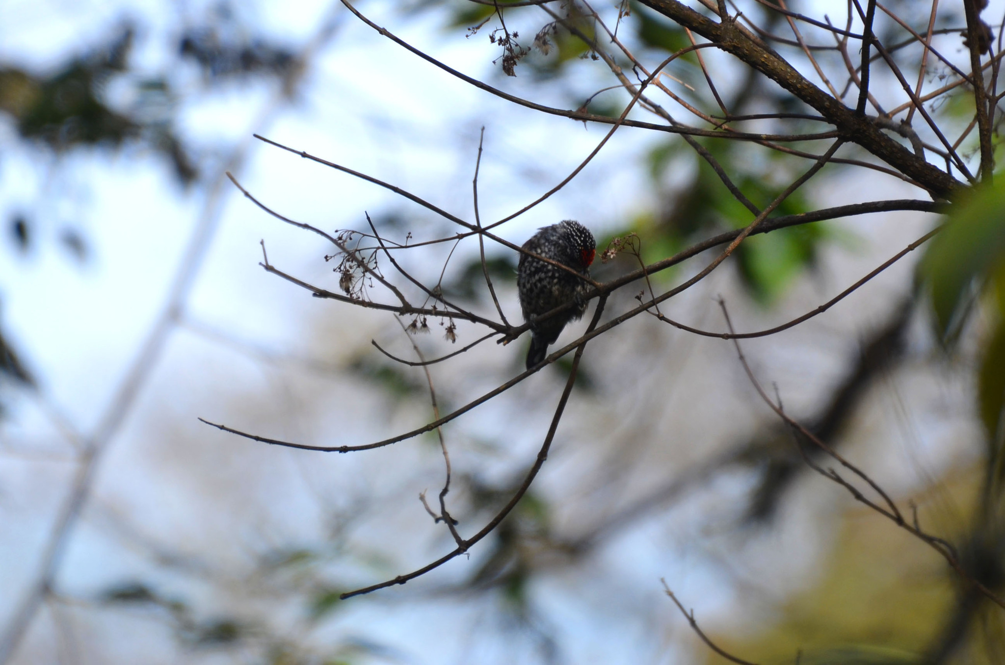 Ocellated Piculet (Picumnus dorbignyanus), photo 7