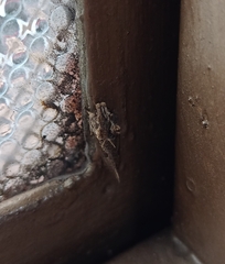 Noctuidae