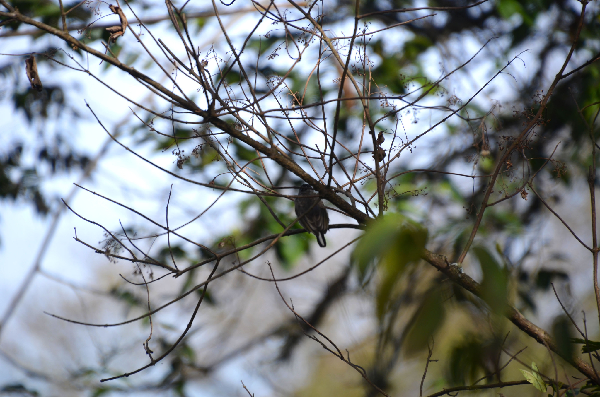 Ocellated Piculet (Picumnus dorbignyanus), photo 8