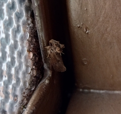 Noctuidae