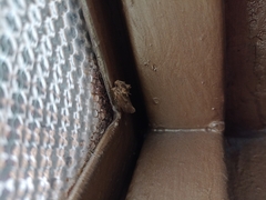 Noctuidae