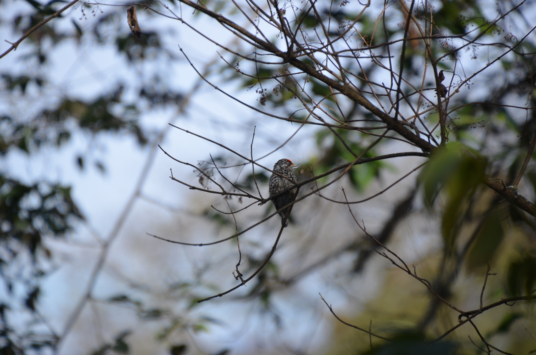 Ocellated Piculet (Picumnus dorbignyanus), photo 9