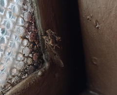 Noctuidae