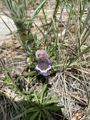 Penstemon jamesii