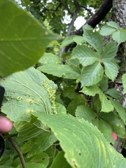 Celticecis spiniformis