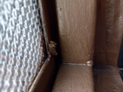 Noctuidae