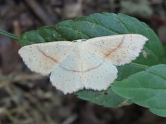 Cyclophora punctaria