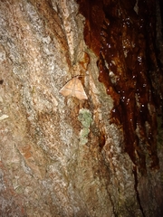 Scoliopteryx libatrix