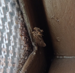 Noctuidae
