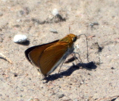 Euphyes bimacula