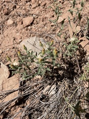 Xanthisma grindelioides