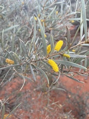 Acacia aneura
