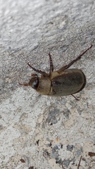 Aplidia etrusca