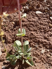 Penstemon pachyphyllus