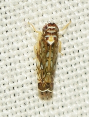 Osbornellus horvathi