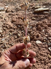 Penstemon pachyphyllus