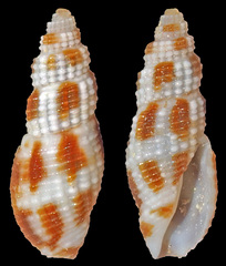 Kermia