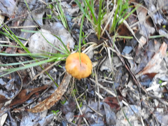 Cortinarius sinapicolor