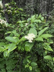 Viburnum cassinoides image