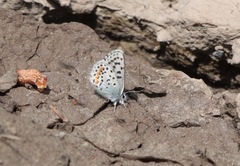 Euphilotes heracleoides