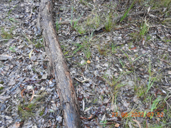 Cortinarius sinapicolor