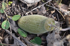 Philibertia tomentosa